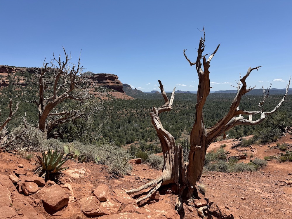 Twisted Juniper tree as we approach one of the meditation sites of the Sedona Spiritual Retreat.