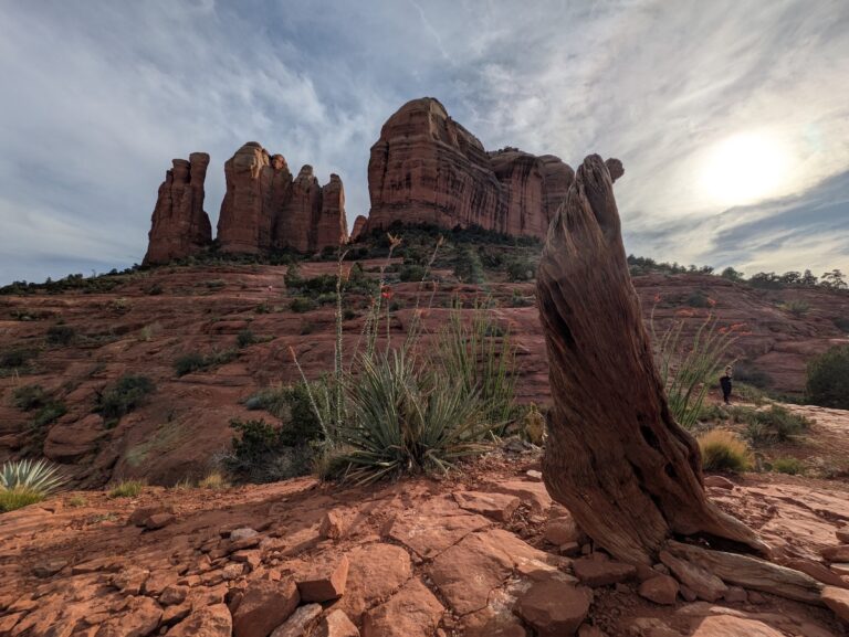 Cathedral Rock Sedona spiritual retreat showing energy vortex tree